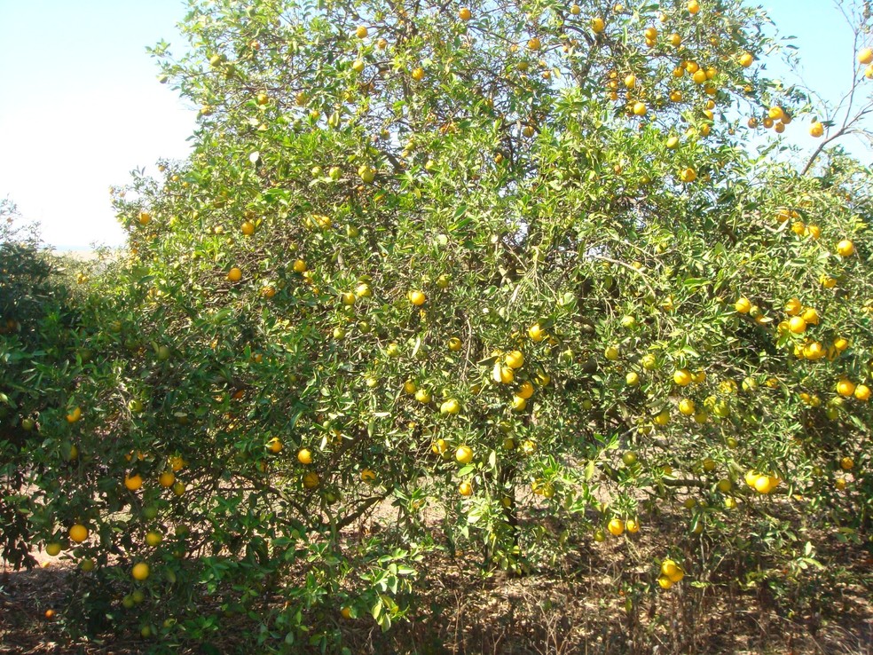 Pé de laranja com greening — Foto: Fundecitrus/Divulgação