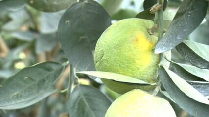 Greening muda mapa da citricultura no país