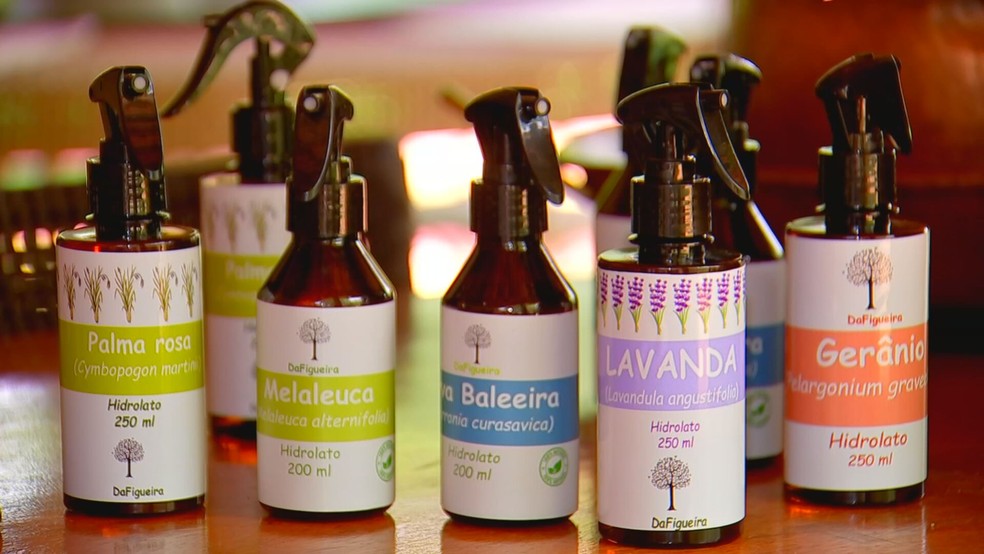 Plantas aromáticas são cultivadas para produção de óleos essenciais — Foto: TV TEM/Reprodução