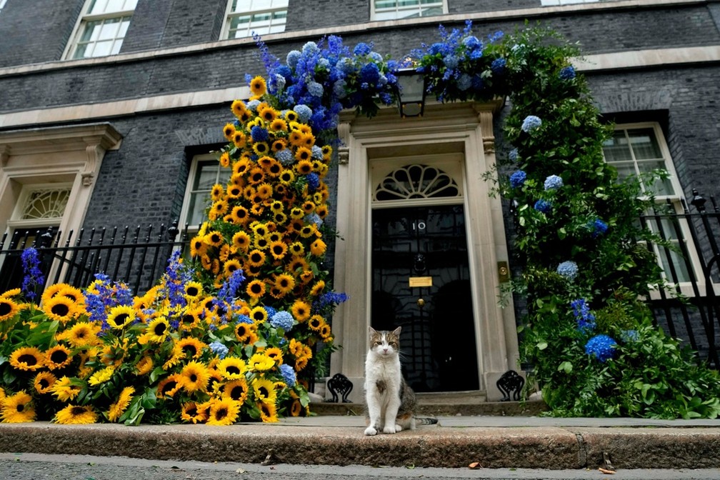 Larry, o Gato, Chefe Caçador de Ratos do Gabinete do Governo Britânico, senta-se em frente à decoração de flores em 2022. — Foto: AP/Frank Augstein