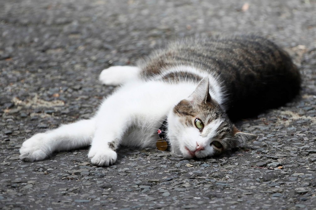 Larry, o gato de estimação da residência oficial da primeira-ministra britânica, descansa deitado na Rua Downing em Londres, em 2017 — Foto: Stefan Wermuth/Reuters