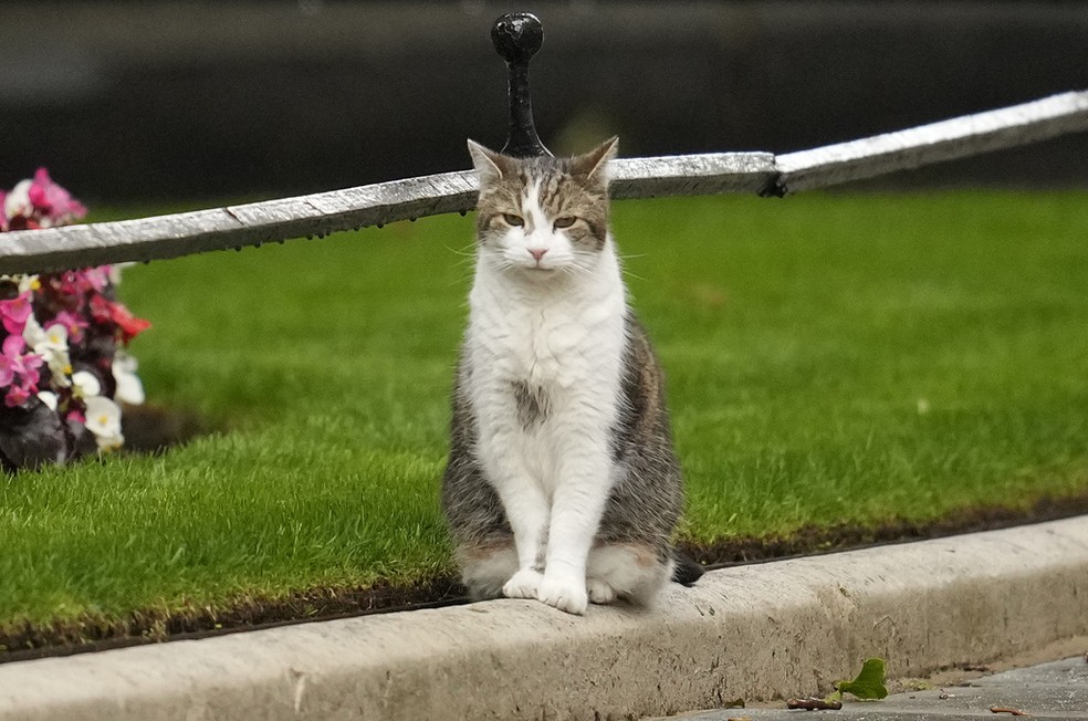 Gato Larry faz é fotografado perto na Downing Street , em Londres, em 5 de julho de 2024 — Foto: Vadim Ghirda/AP