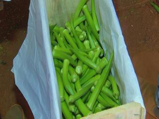 Produtores paulistas colhem safra de quiabo