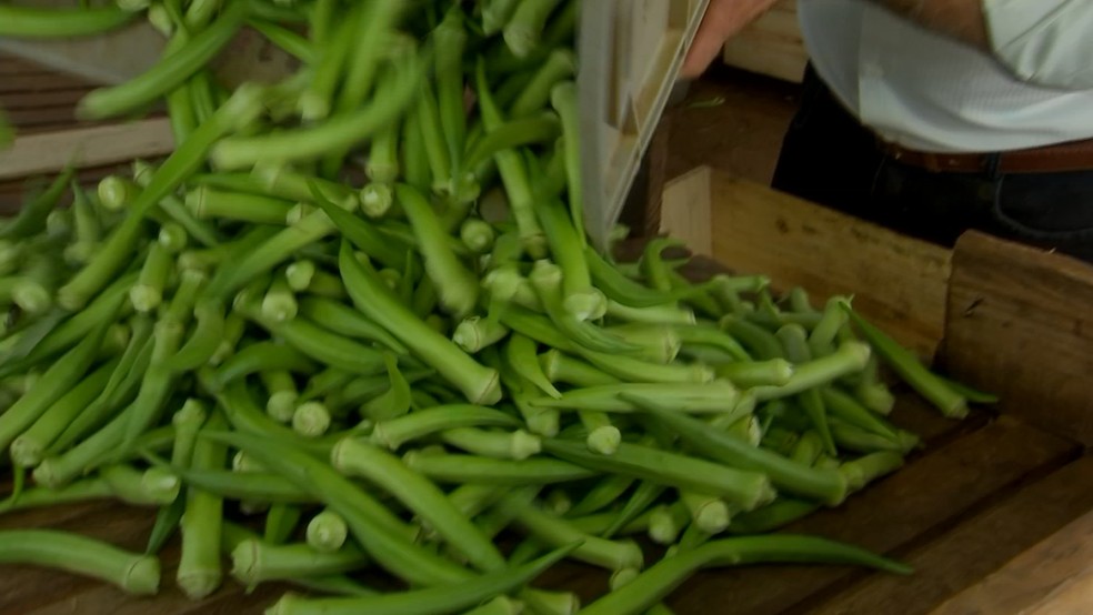 Quiabo é selecionado ainda na roça antes de seguir para a Ceagesp em São Paulo — Foto: TV TEM/Reprodução