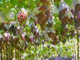 Safra da uva atrasa no sudoeste de SP