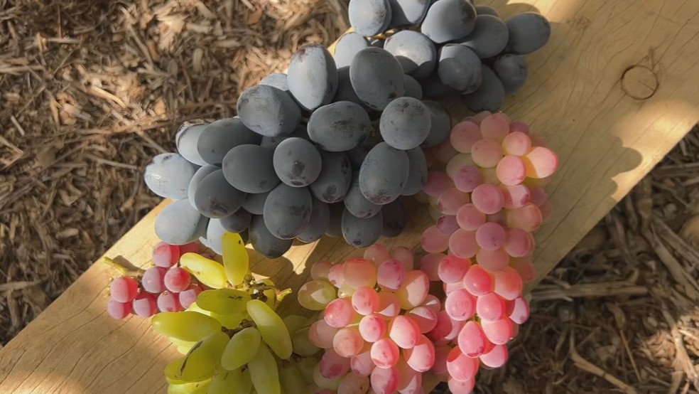 Safra da uva atrasa no Sudoeste de SP — Foto: TV TEM/Reprodução