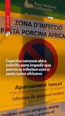 Espanha convoca exército para impedir que porcos se infectem com a peste suína africana