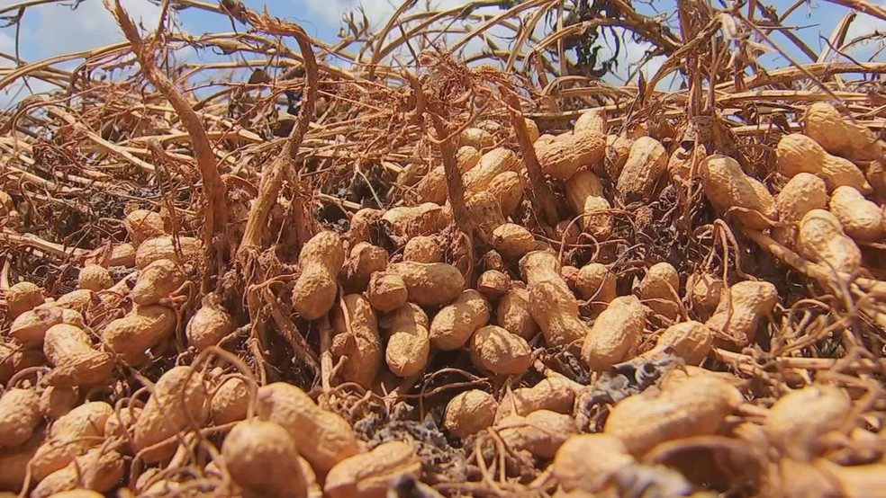 Produção de amendoim também é cultivada em áreas de sequeiro em Valparaíso (SP) — Foto: TV TEM/Reprodução