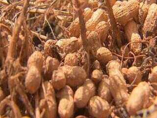 Após estiagem em 2025, produtores de amendoim veem recuperação na safra atual