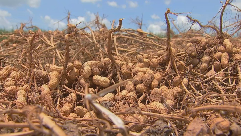 Amendoim é colhido após ciclo de mais de 120 dias em lavoura de Luiziânia (SP) — Foto: TV TEM/Reprodução