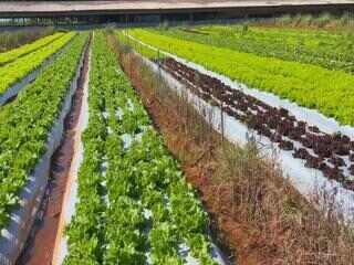 Calor pode comprometer produção de alface em muitas regiões