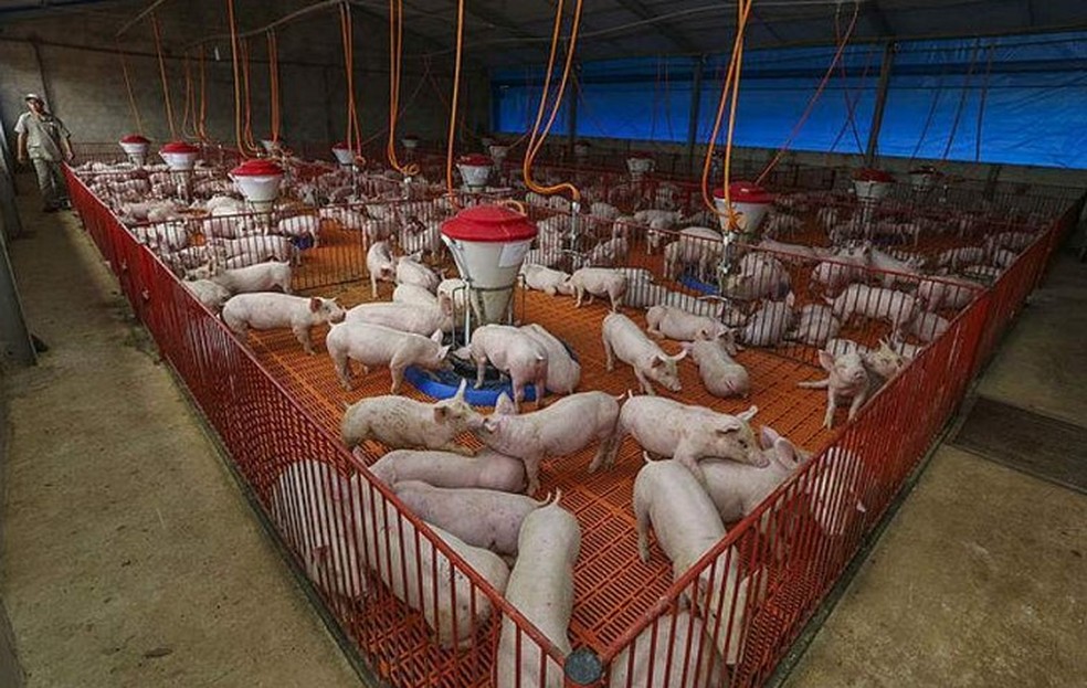 Em fevereiro, o preço da carcaça suína registrou elevação de 10,8% na comparação com janeiro, passando para R$ 13,20 o quilo. — Foto: Arquivo Secom