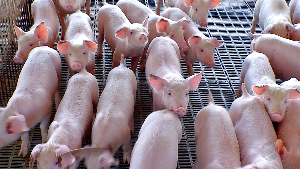 Produção de carne suína — Foto: Reprodução/TVCA