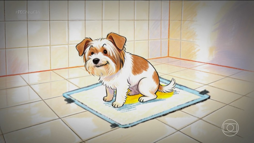 Empresário cria tapete higiênico biodegradável para pets — Foto: Reprodução/PEGN