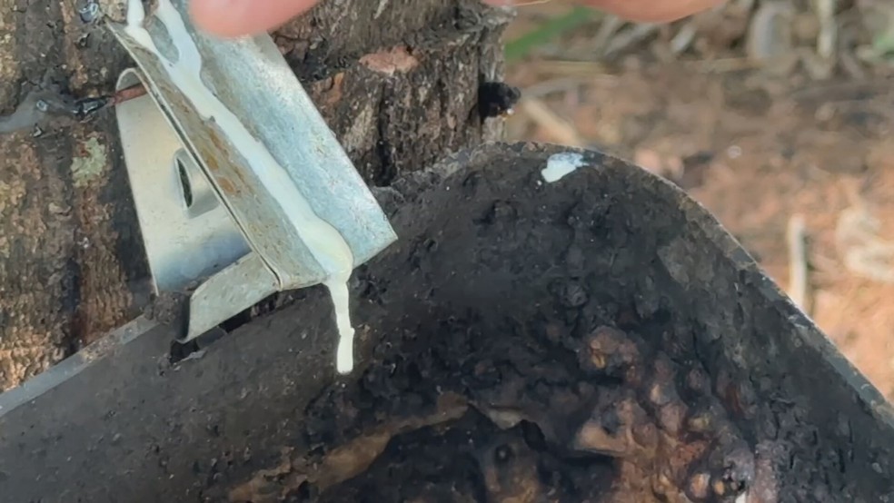 Excesso de chuva no oeste paulista tem impactado a produção de látex e provocado perdas nos seringais — Foto: Reprodução/TV TEM