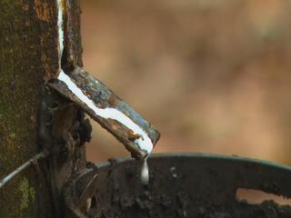 Excesso de chuva atrapalha produção de látex no Oeste Paulista