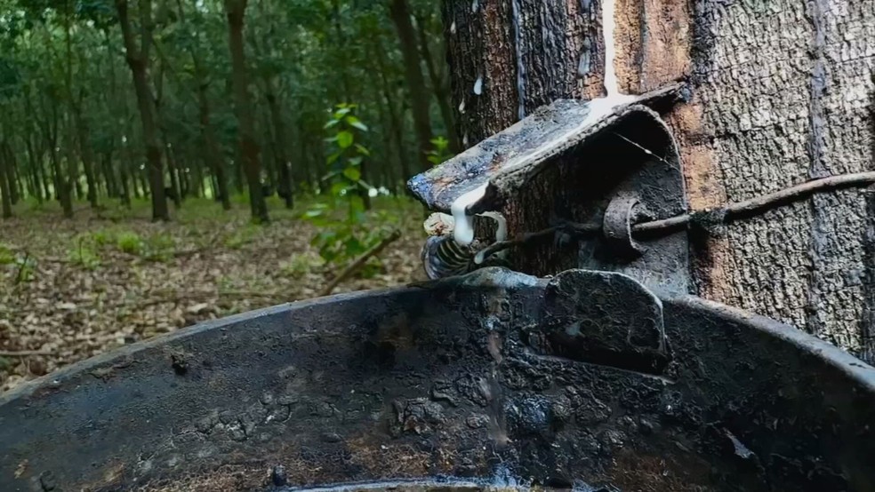 Excesso de chuva no oeste paulista tem impactado a produção de látex e provocado perdas nos seringais — Foto: Reprodução/TV TEM