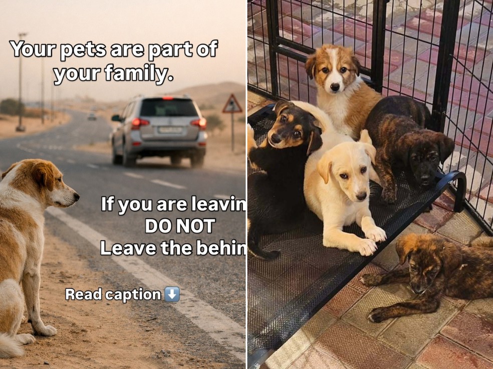 ONGs alertam para onda de abandono de cachorros e gatos em Dubai após início da guerra — Foto: Reprodução/ K9 Friends Dubai / Six Hounds