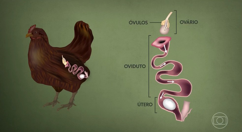 Processo de produção do ovo pela galinha — Foto: Reprodução / Globo Rural