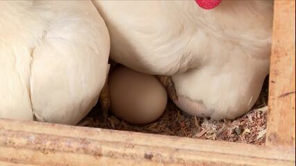 Galinha leva 25 horas para produzir um ovo; entenda o processo