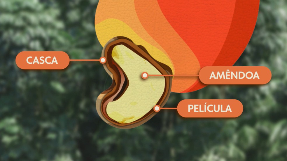Composição da castanha de caju — Foto: Reprodução / Globo Rural