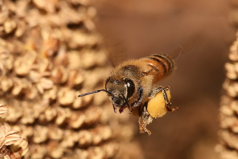 Abelha da espécie Apis mellifera (abelha-africanizada) — Foto: Muhammad Mahdi Karim / Wikimedia Commons