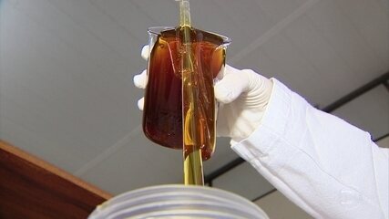 Reportagem especial sobre o mel de bracatinga no programa Globo Repórter (2018).