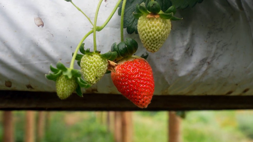 Morango importado do Egito derruba preços e preocupa produtores no Espírito Santo — Foto: TV Gazeta