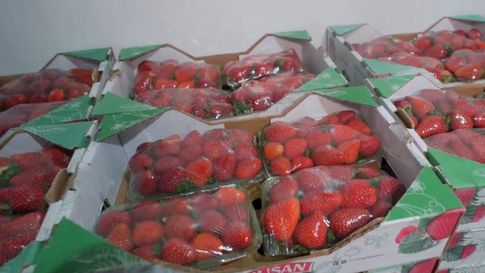 Morango importado do Egito derruba preços e preocupa produtores no Espírito Santo — Foto: TV Gazeta