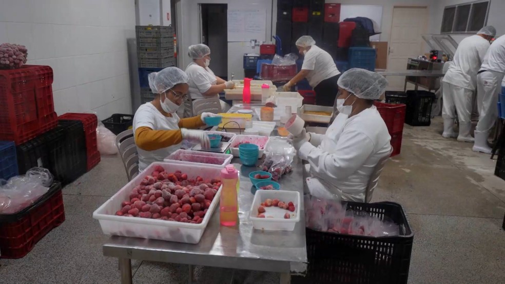 Cooperativas do Espírito Santo também comercializam morango congelado para a indústria — Foto: TV Gazeta