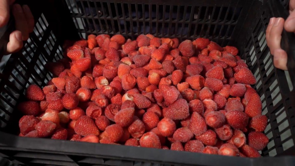 Guerra no Oriente Médio pode brecar importação de morangos pelo Brasil e beneficiar produtores do Espírito Santo — Foto: TV Gazeta