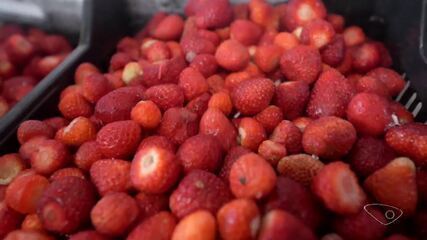 Morango importado do Egito derruba preços e preocupa produtores da Região Serrana do ES