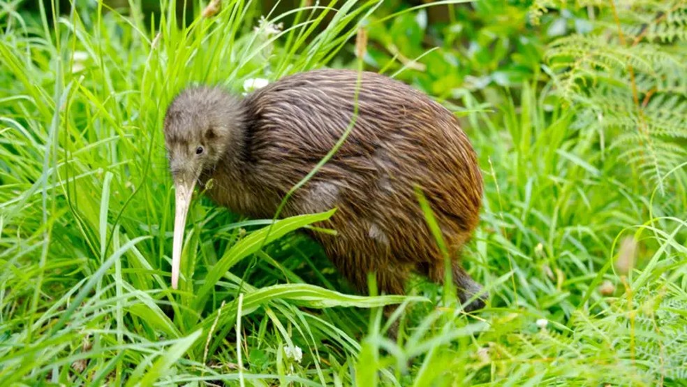 O kiwi é um pássaro nativo da Nova Zelândia. A ave que não voa é o símbolo dos seus moradores, que estão saindo em grandes números do país — Foto: Getty Images/ BBC