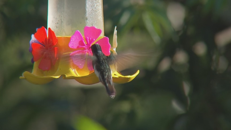 Observação de aves atrai turistas e famílias para a região de Piedade — Foto: Reprodução/TV TEM