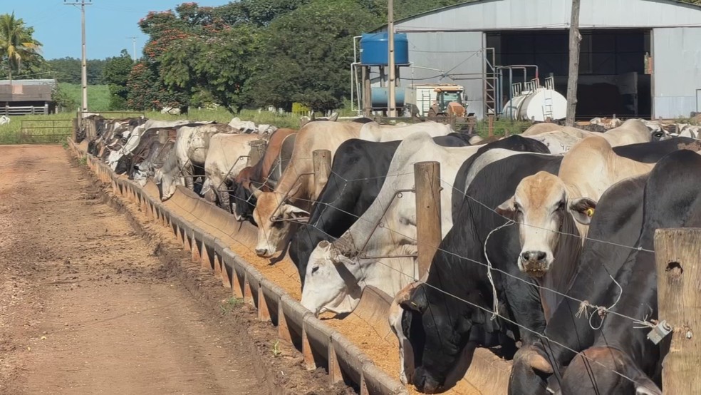 Oferta restrita de bezerros tem dificultado a reposição de animais em confinamentos no interior de São Paulo — Foto: TV TEM/Reprodução