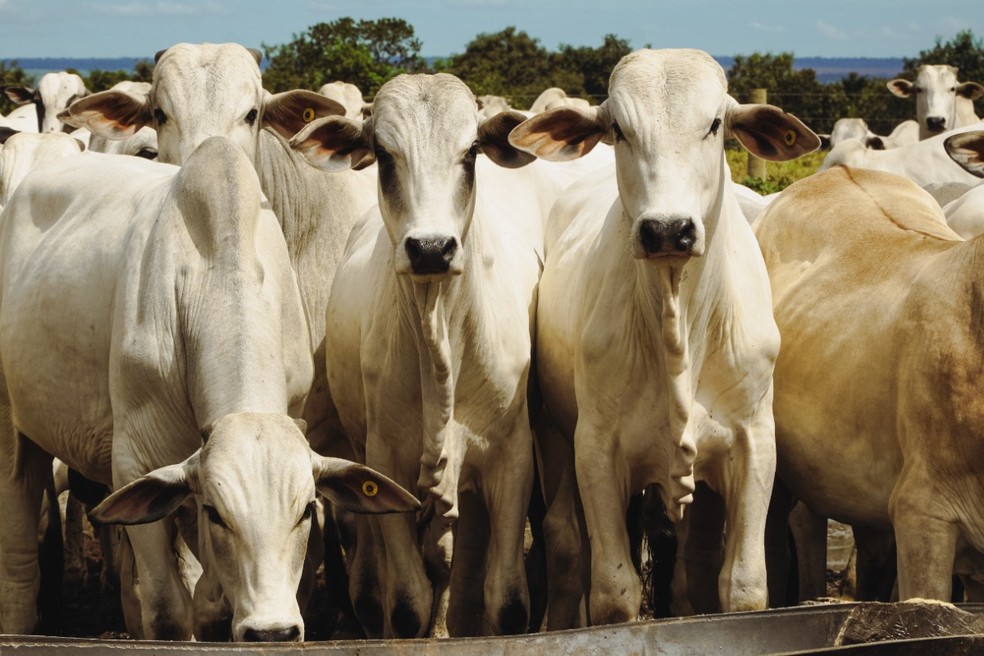 Mato Grosso lidera número de pedidos de recuperação judicial. — Foto: Reprodução