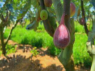 Plantio de figo atrai produtores do Sudoeste de SP
