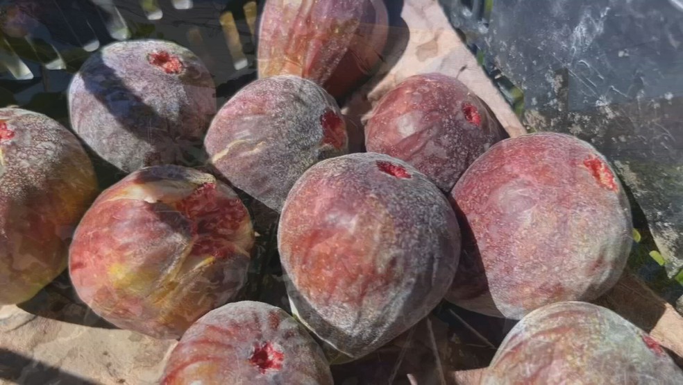 Chuva antecipada desafia produtores de figo na região de Itapetininga (SP) — Foto: Reprodução/TV TEM