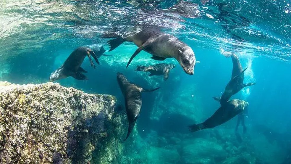 As sereias visitam La Paz, no Estado mexicano da Baixa Califórnia do Sul, para vivenciar a inesquecível experiência de nadar com sua colônia de leões-marinhos — Foto: Getty Images