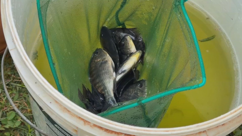 Produção de tilápia cresce no interior paulista com investimento em tecnologia — Foto: Reprodução/TV TEM