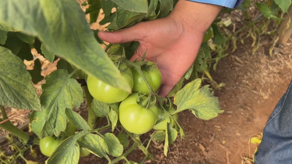 Produtores de Tabatinga e Pirajuí (SP) preveem uma safra de tomate mais vigorosa, apesar do calor intenso nas estufas, que pode abortar flores. — Foto: Reprodução/TV TEM