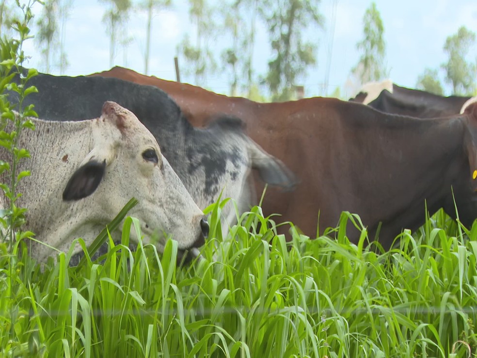 Produtor investe em sistema de piquetes irrigados para manter a qualidade da alimentação do gado e garantir a produção de leite em Sandovalina (SP) — Foto: TV TEM/Reprodução