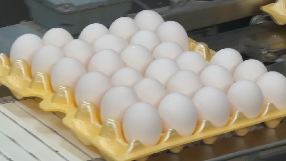 Ovos passam por seleção, lavagem e classificação antes de seguirem para comercialização — Foto: TV TEM/Reprodução