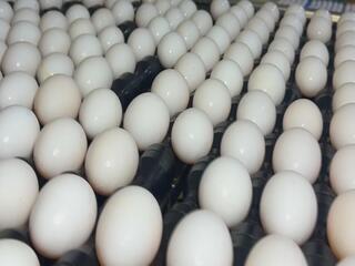 Produtores de ovos se preparam para demanda da Quaresma com preços mais acessíveis