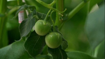 "Tomatinhos" no pé de batata?