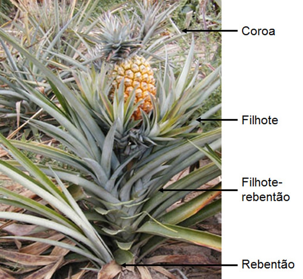 As 4 mudas do abacaxi — Foto: Divulgação / Embrapa