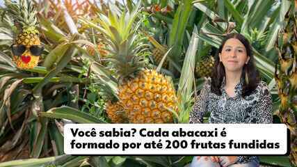 Você sabia? Cada abacaxi é formado por até 200 frutas fundidas