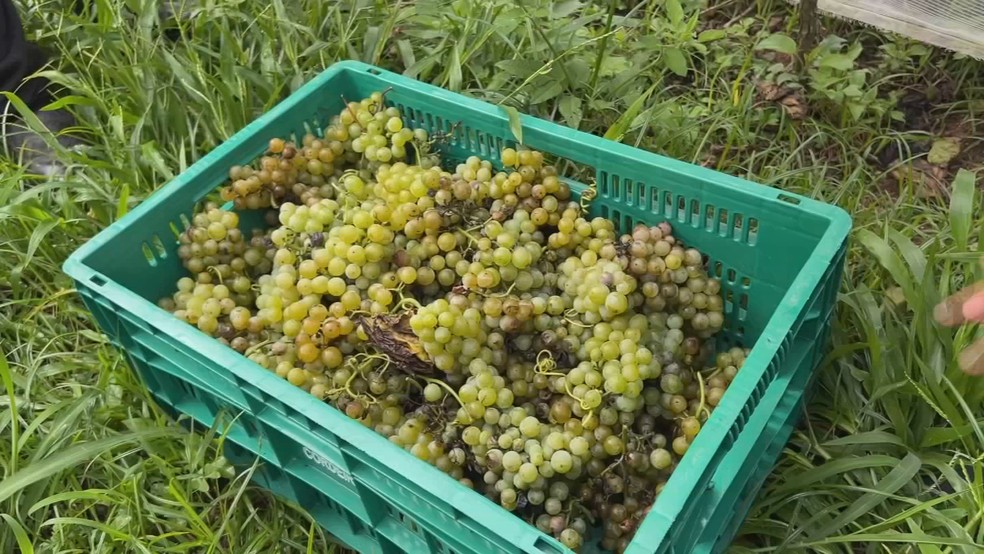 Produtor Leodir Ribeiro cultiva cerca de 36 mil pés da variedade BRS Lorena em São Roque (SP) — Foto: TV TEM/Reprodução