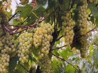 Uva lorena é uma das preferidas de produtores de vinho de São Roque