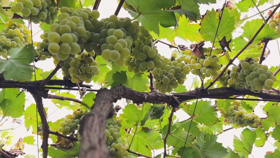 Uva BRS Lorena é cultivada em vinhedos de São Roque (SP) e usada na produção de vinhos e espumantes — Foto: TV TEM/Reprodução